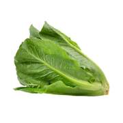 Cos Lettuce