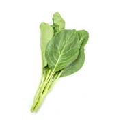 Chinese Broccoli Bunch