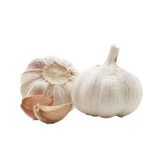 Garlic Bulb
