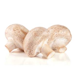 Mushroom Cup Punnet