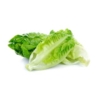 Cos Lettuce Twin Pack