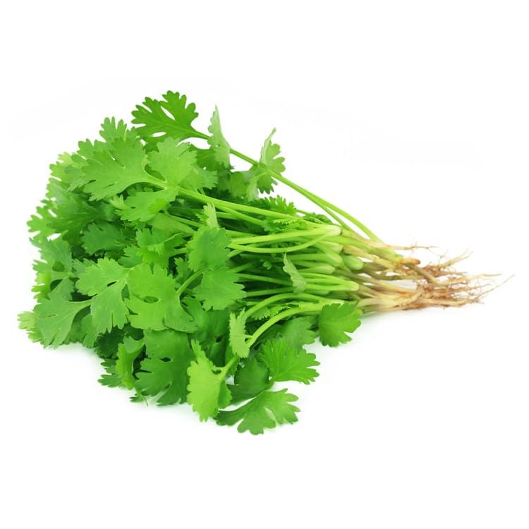 Coriander Bunch