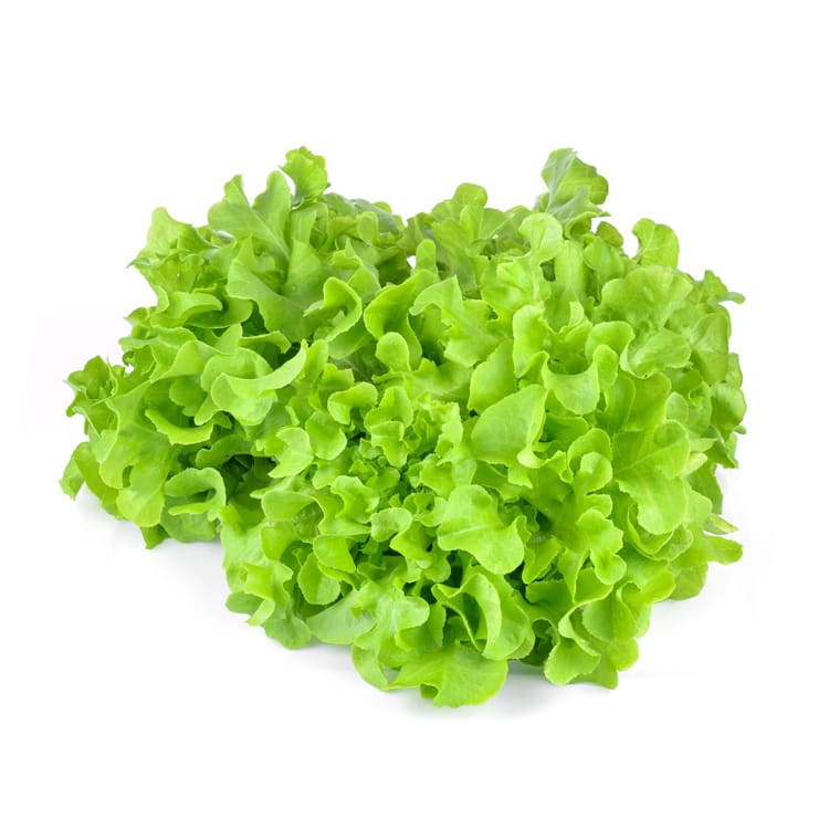 Oak Leaf Lettuce