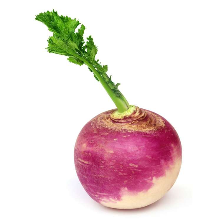 Turnip