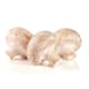 Mushroom Cup Punnet