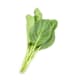 Chinese Broccoli Bunch