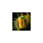 Fireball & Apple 6.6% Can