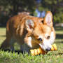 Purina Total Care Dog Toy Toy Chomper