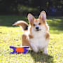 Purina Total Care Dog Toy Toy Crinkler Plush