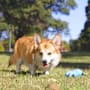 Purina Total Care Dog Toy Toy Pygy Squeaker