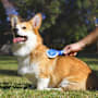 Purina Total Care Grooming Brush & Shine