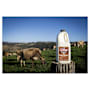 Norco Pure Jersey Milk