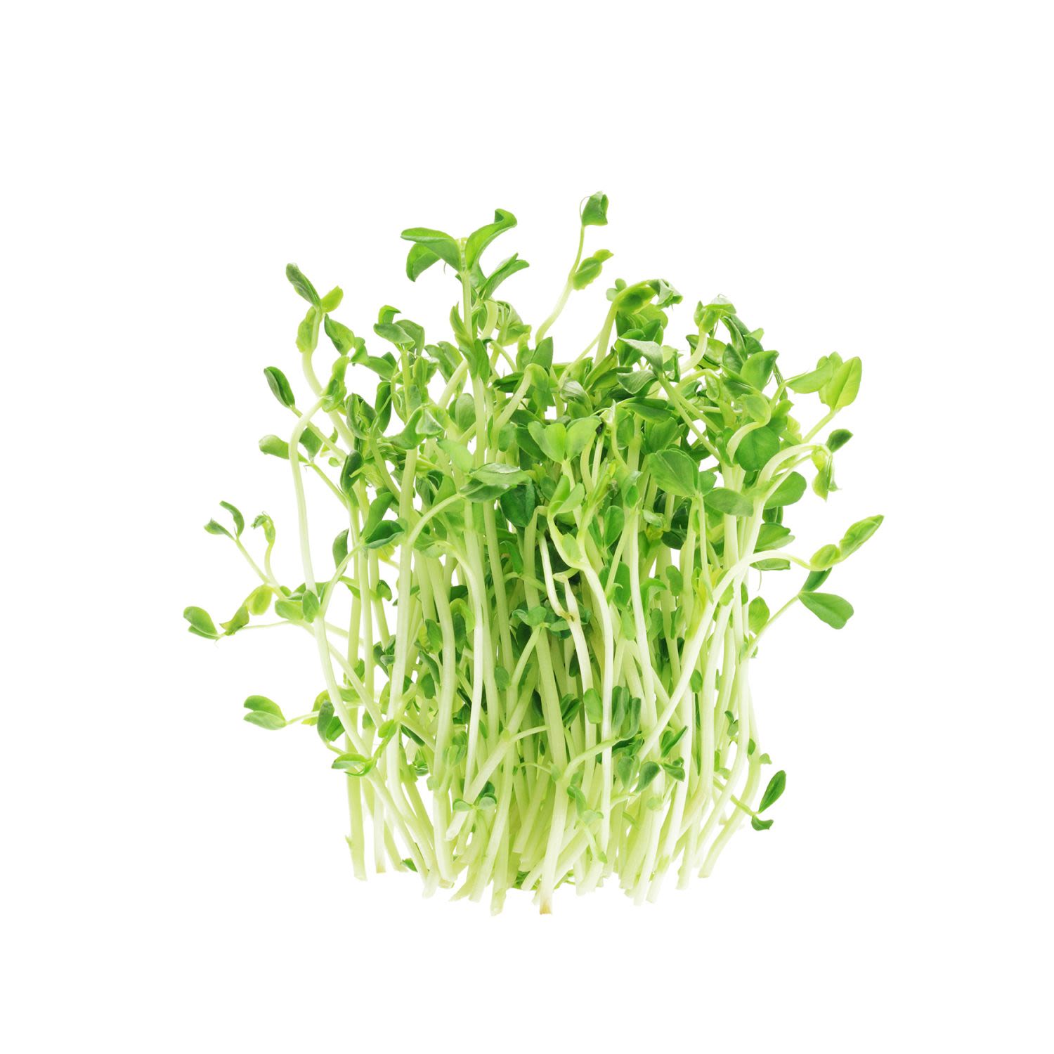 Snowpea Sprouts