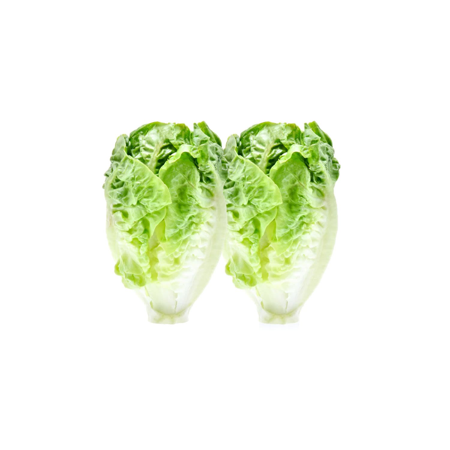 Bendigo Fresh Baby Cos Lettuce Twin