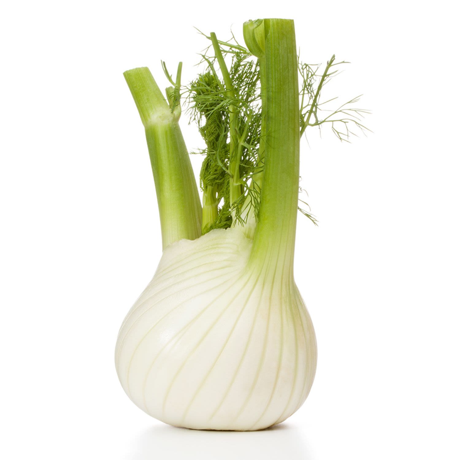 Fennel Bulb