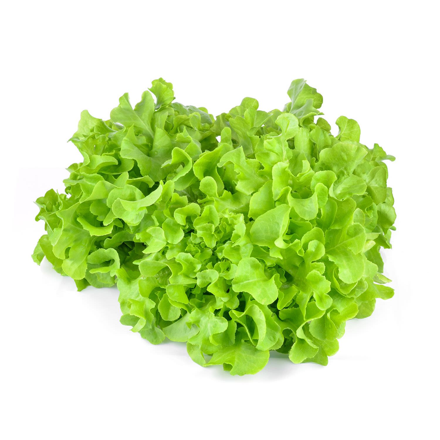 Oak Leaf Lettuce